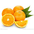 Nouvelle Crop Fresh Navel Orange